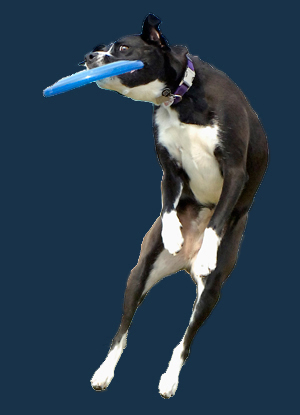 Home Page Image
